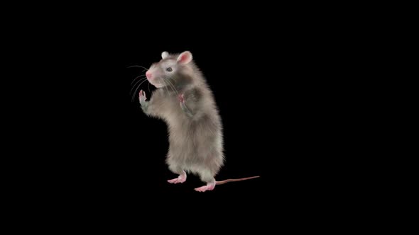 Rat Dancing Hd, Motion Graphics | VideoHive