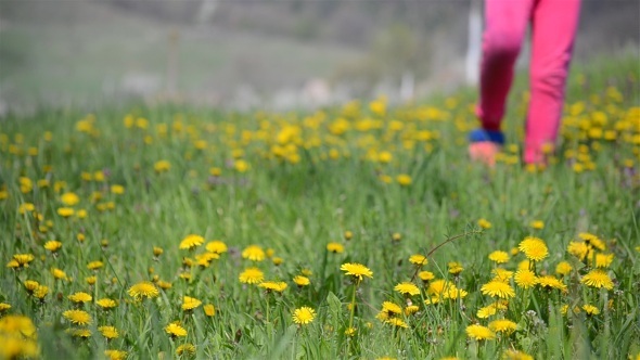 Girl Walking In  Field of Dandelions