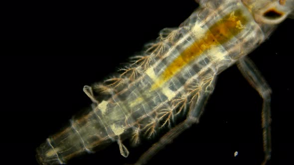 Mayfly Larva Under the Microscope alt