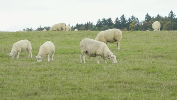 Sheep Walk Around in a Green Field and Eat, Forest in the Background. alt