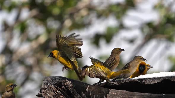 Northern Masked Weavers, Ploceus taeniopterus, group at the Feeder, in flight alt
