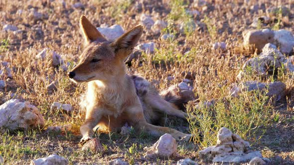 Black-backed Jackal Basking In The Morning Light In Kalahari Desert, Africa. - medium shot alt