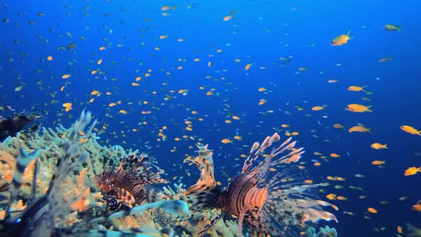 Reef Coral Tropical Garden Lionfish alt