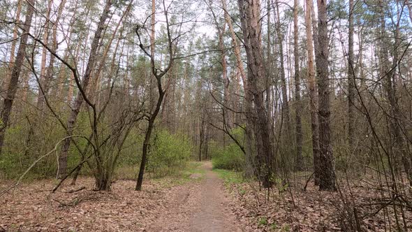 Small Road in the Forest During the Day alt