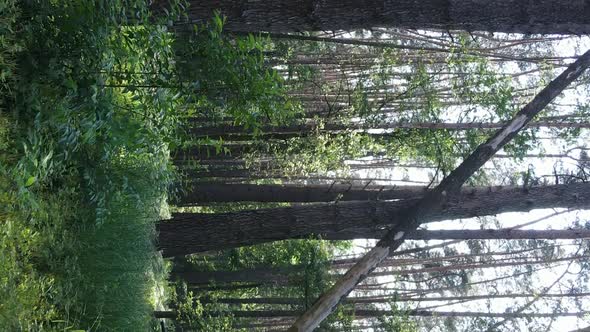 Vertical Video of Forest Landscape in Summer Slow Motion alt
