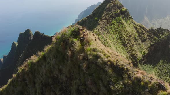 Family of Mountain Goats in Hawaiian Wilderness Goats Grazing on NaPali Park alt