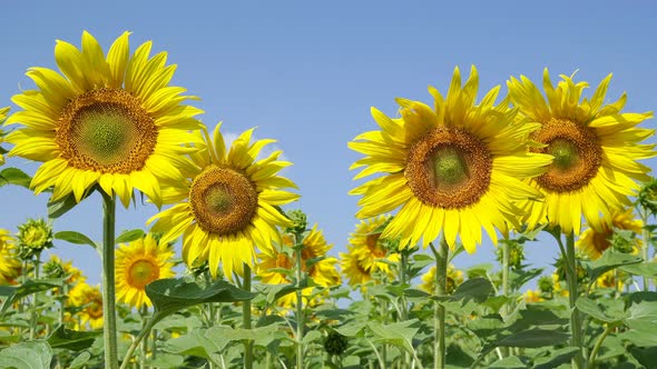 Blooming Sunflowers Dissolve Their Petals In The Wind In A Clear Weather.
