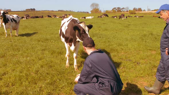 Two cattle farmers interacting with each other in the field alt