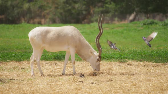 Antelope Addax and pigeons