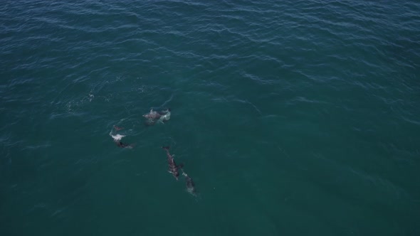 Group Of Bottlenose Dolphins Swim On The Scenic Seascape At Tasman Sea In NSW, Australia - aerial dr alt