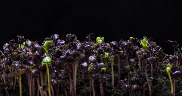 Timelapse of growing seeds of radish microgreens from the soil on black background alt