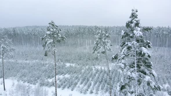 Panorama Along the Snowy Winter Forest