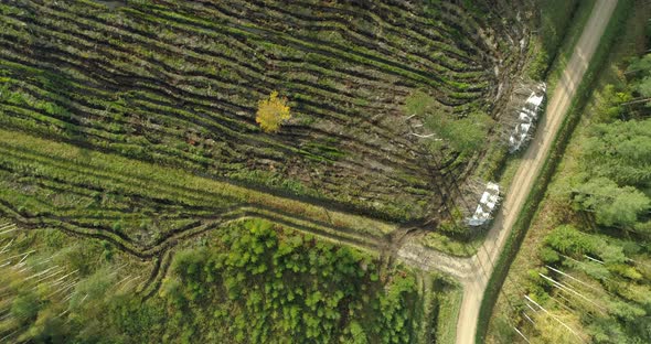 Cut Down Trees in Deforestation Area in Forest Top Down Aerial View alt