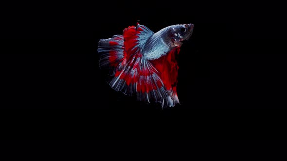Siamese fighting fish (Betta splendens) alt