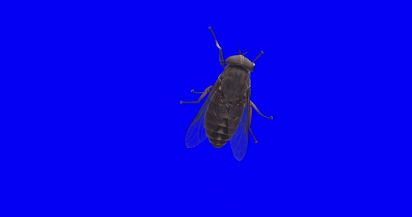 Horsefly blue screen. Ready to keying