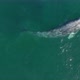 Impressive Gray Whale in Its Natural Environment. Watching the Wildlife of the Ocean - VideoHive Item for Sale