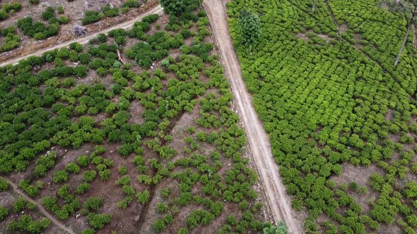 Aerial Footage of Tea Plantations in Sri Lanka