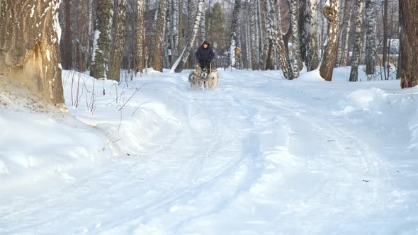 Young Man Riding Husky Sledge in Winter Day alt