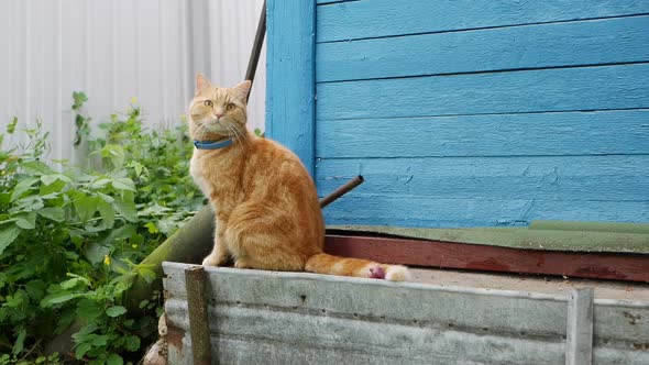 Red Cat Sits in the Yard Near a Country House. Cat Plays Outside
