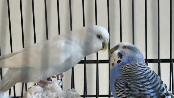 Budgie Birds male and female kissing alt