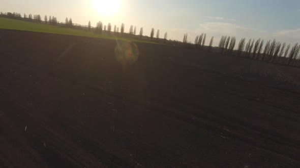 FPV Drone View Above Young Wheat at Sunset, Fast Move