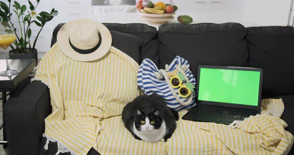 Funny Cat Sits on Yellow Beach Mat Next to Laptop Green Screen alt