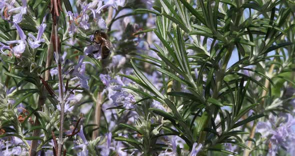 |European Honey Bee, apis mellifera, Bee foraging a Rosemary Flower, Pollination Act, Normandy alt