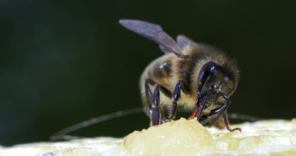 European Honey Bee, apis mellifera, black Bee Licking Honey, Hive in Normandy, Real Time 4K alt