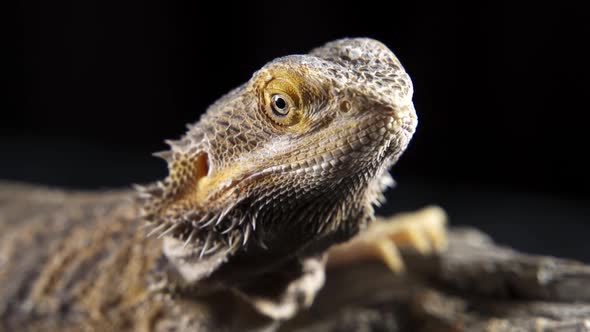 Pogona Vitticeps Bearded Dragon Macro alt