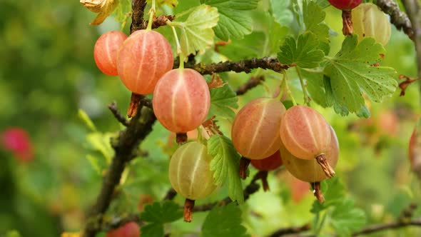 Ripe Gooseberries on a Branch in the Garden alt