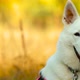 Close Up White Swiss Shepherd Dog Berger Blanc Suisse Sitting Outdoor - VideoHive Item for Sale
