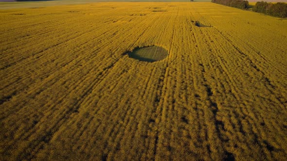 Aerial footage of drone flying side and tilting camera up over the rapeseed field