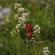Butterfly Sits in the Grass - VideoHive Item for Sale