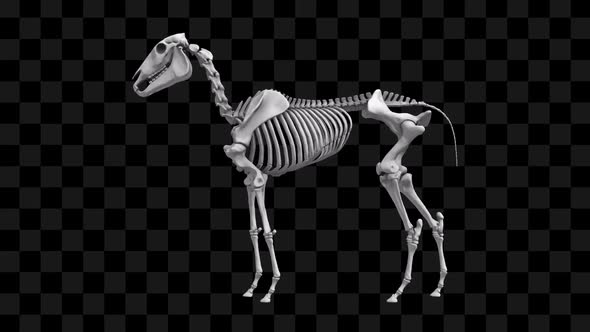 3D Horse Skeleton alt