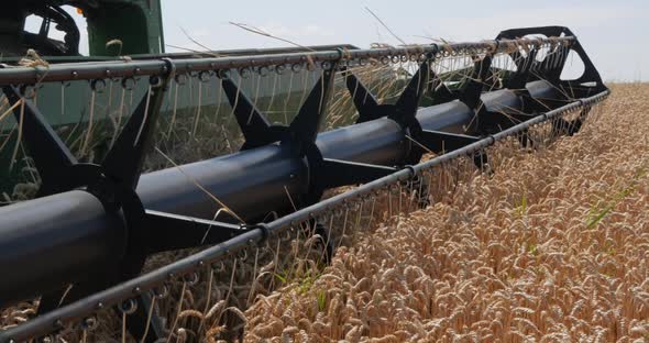 Combine Harvester Cuts Wheat Stalks. Grain Harvester