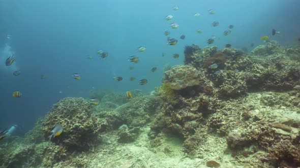 Coral Reef with Fish Underwater alt