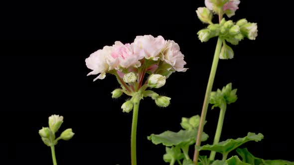 Time Lapse of Opening Pink Geranium Pelargonium Flower alt