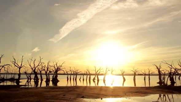 Dead Trees on Lake Epecuen at Sunset, Argentina. alt