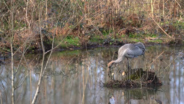 A Gray Crane Bird Alone in Wetland in Autumn and Winter Season
