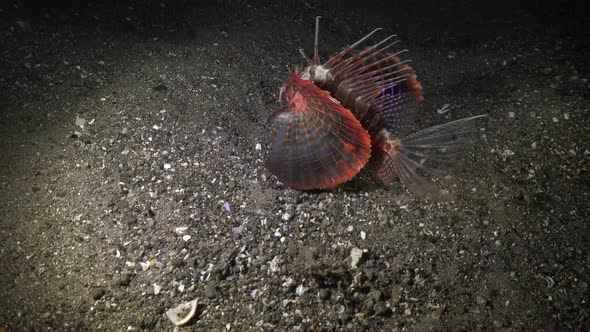 Blackfoot Lionfish (Parapterois heterura) hunting reef fish at night alt