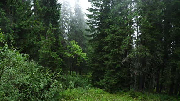 Drone flying in the Mist Autumn Forest. Green Pine trees. Nature concept  alt