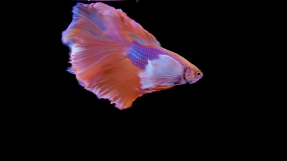 Siamese Elephant Ear Fighting Fish Betta Splendens 03 alt