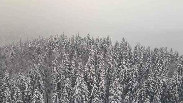Aerial foggy landscape with evergreen pine trees covered with fresh fallen snow during alt