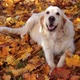 Portrait of a Beautiful Golden Retriever in Fallen Autumn Foliage - VideoHive Item for Sale