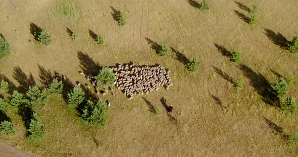 Shepherd with a Dog Grazes a Flock of Sheep in the Pasture View From a Copter alt