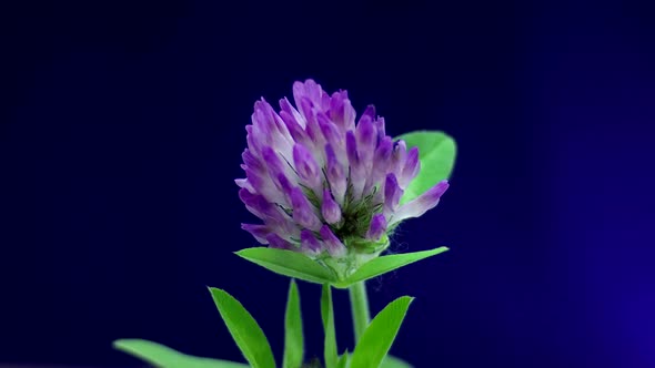 Purple clover blooming a blue screen, time lapse.