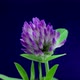 Purple clover blooming a blue screen, time lapse. - VideoHive Item for Sale