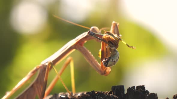 Closer Look of the Insect Mantis Religiosa in Japan