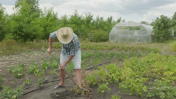 Man is digging potatoes with a shovel in the garden. Potato harvest or potatoe planting, agriculture alt