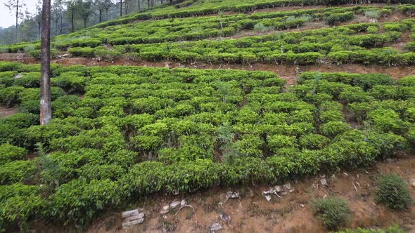 Aerial Footage of Tea Plantations in Sri Lanka